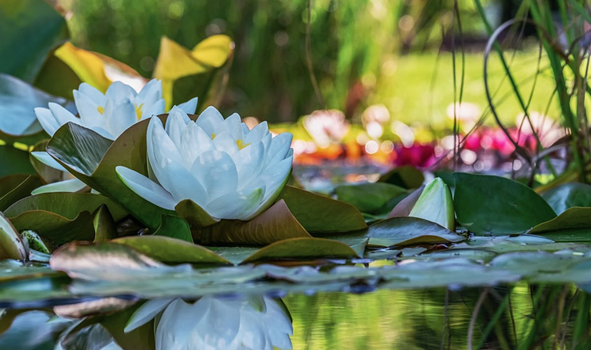 pond plants